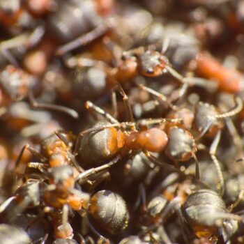 Gedrängte Ansammlung von Ameisen in extremer Nahaufnahme