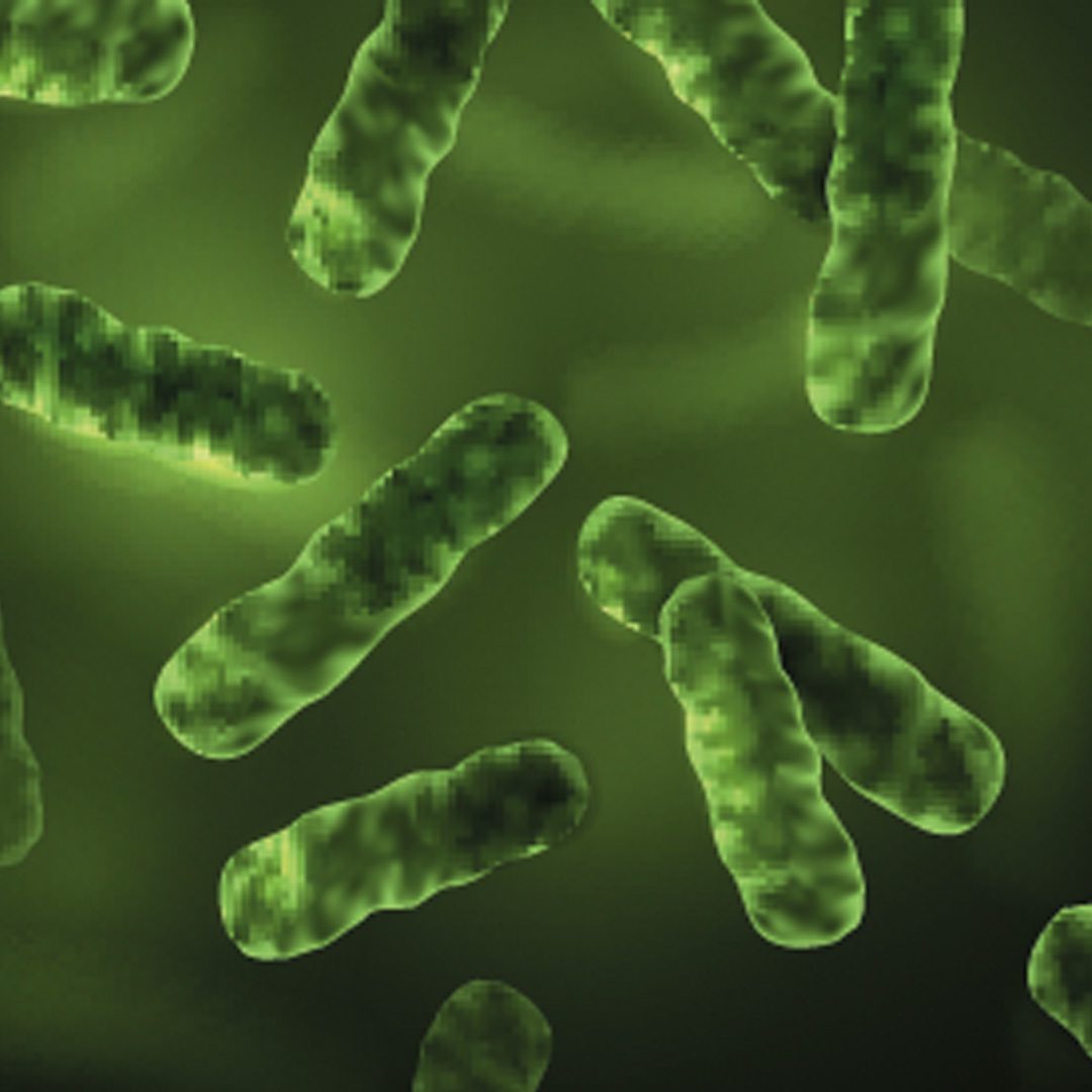 Grüne Bakterien schweben in einem mikroskopischen Feld